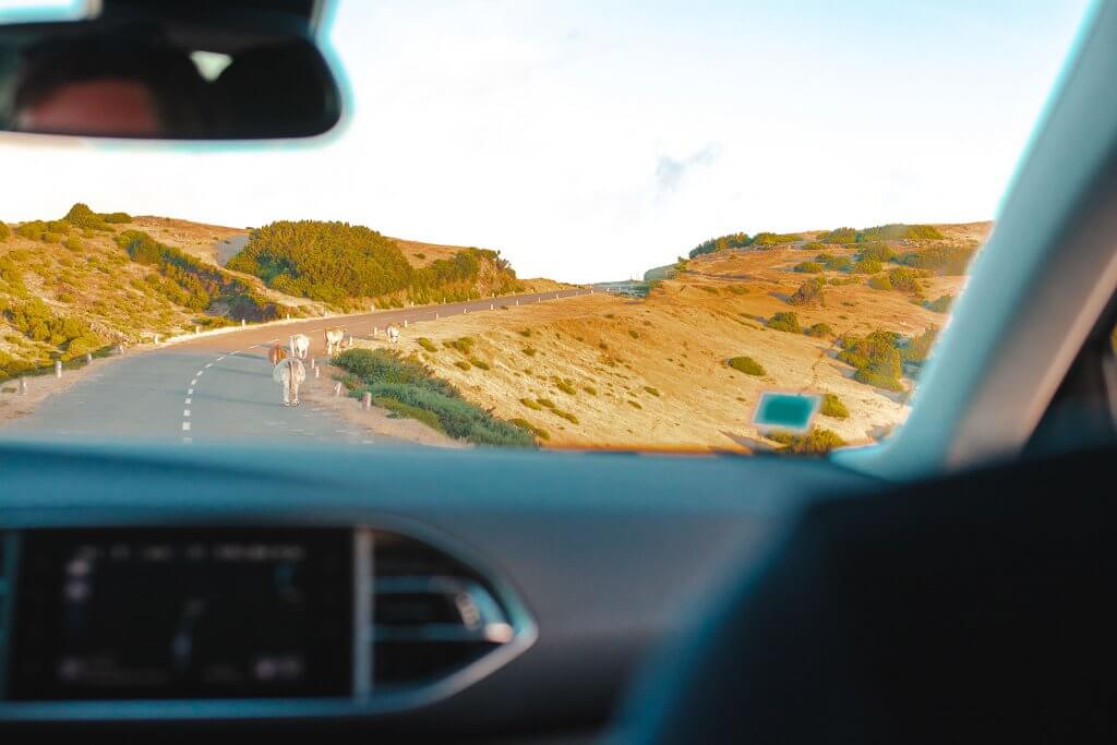 Kühe in den Bergen auf Madeira