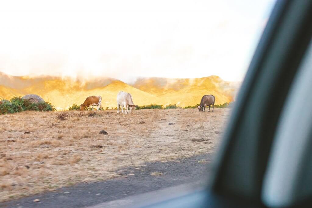 Kühe in den Bergen auf Madeira