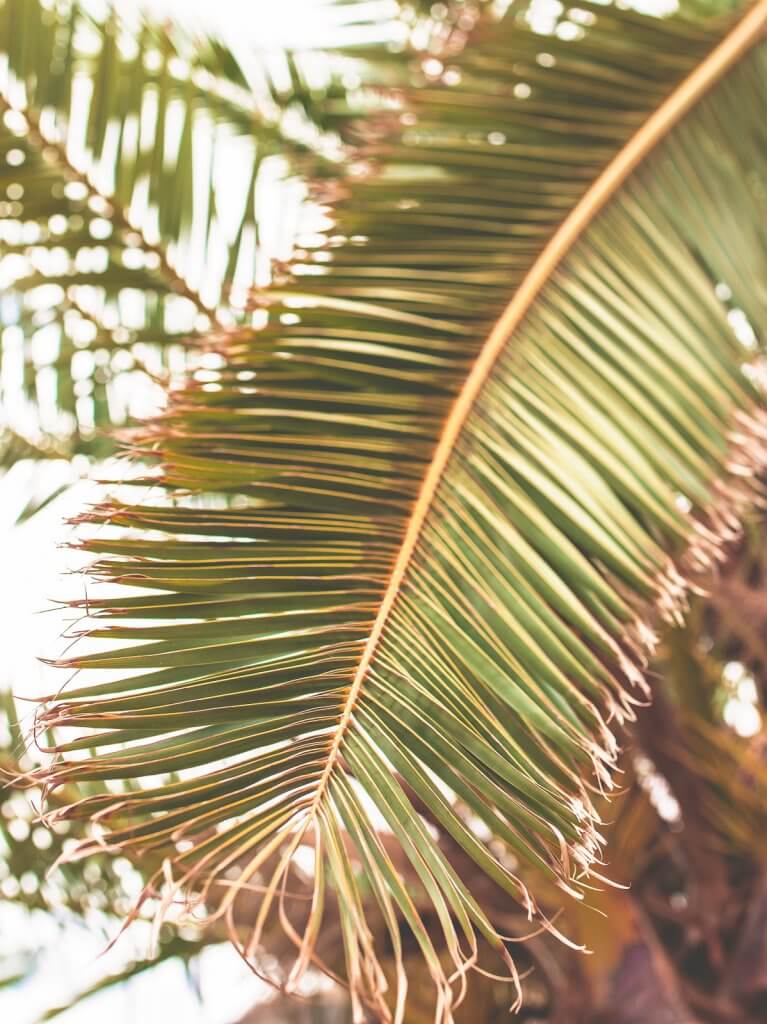 Palmenblatt auf Madeira