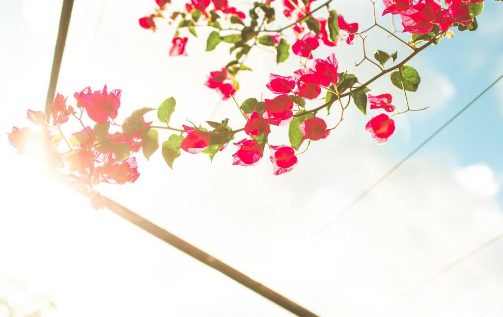 Bouganvillae im Sonnenlicht auf Madeira