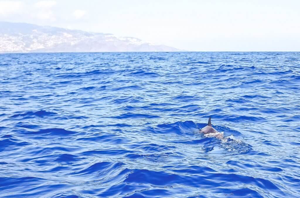 Delphin vor Madeira