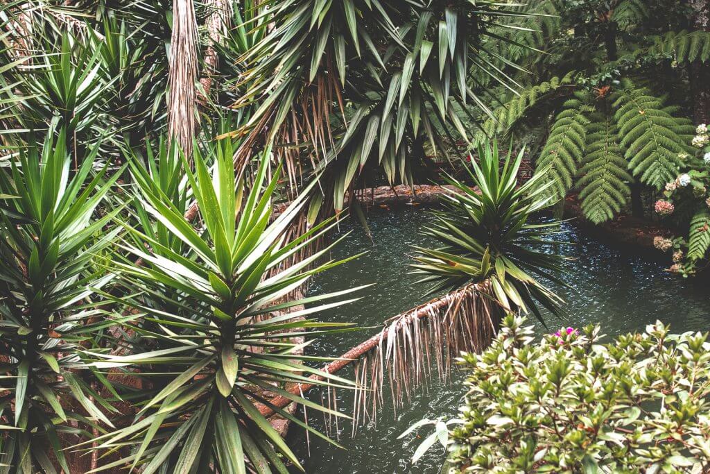 Grünpflanzen im Monte Palace in Funchal auf Madeira