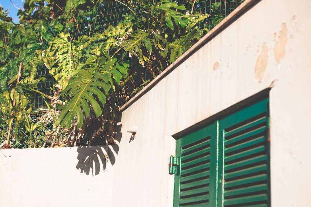 Monstera an Wand auf Madeira