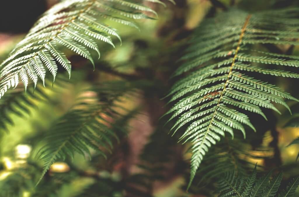 Farn im Monte Palace auf Madeira