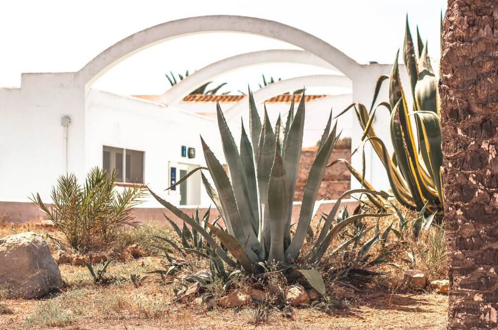 Agave auf Formentera