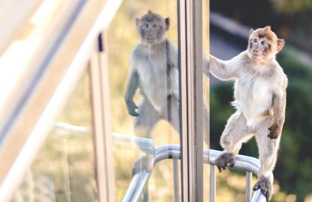 Affe spiegelt sich in Gibraltar auf dem Affenfelsen