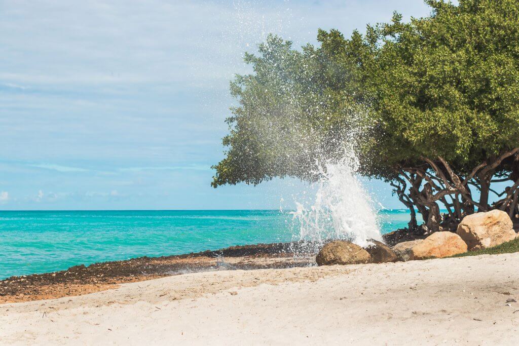 Divibaum am Strand auf Aruba in der Karibik