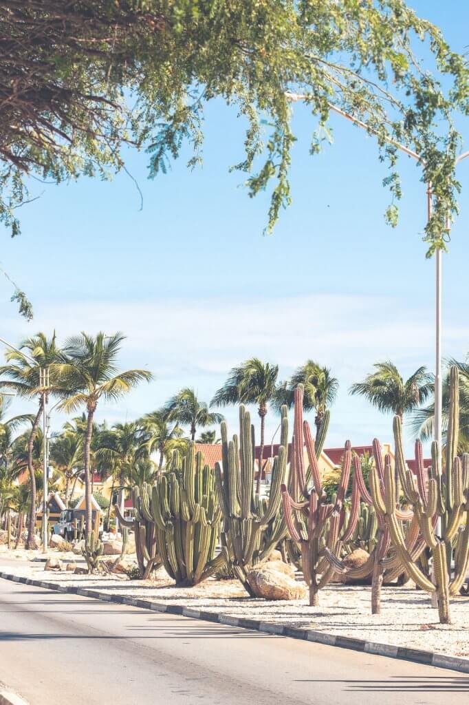 Kakteen auf Aruba in der Karibik