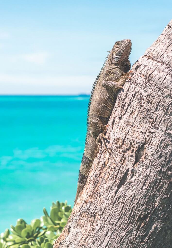 Leguan auf Aruba in der Karibik
