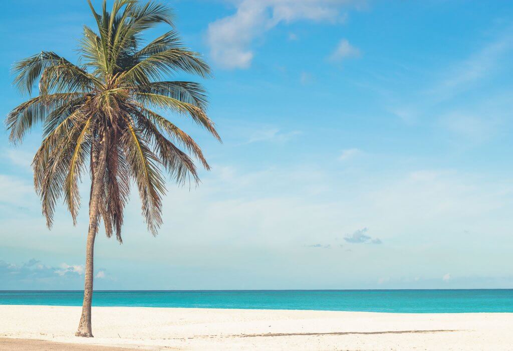 Palme am Eagle Beach auf Aruba in der Karibik