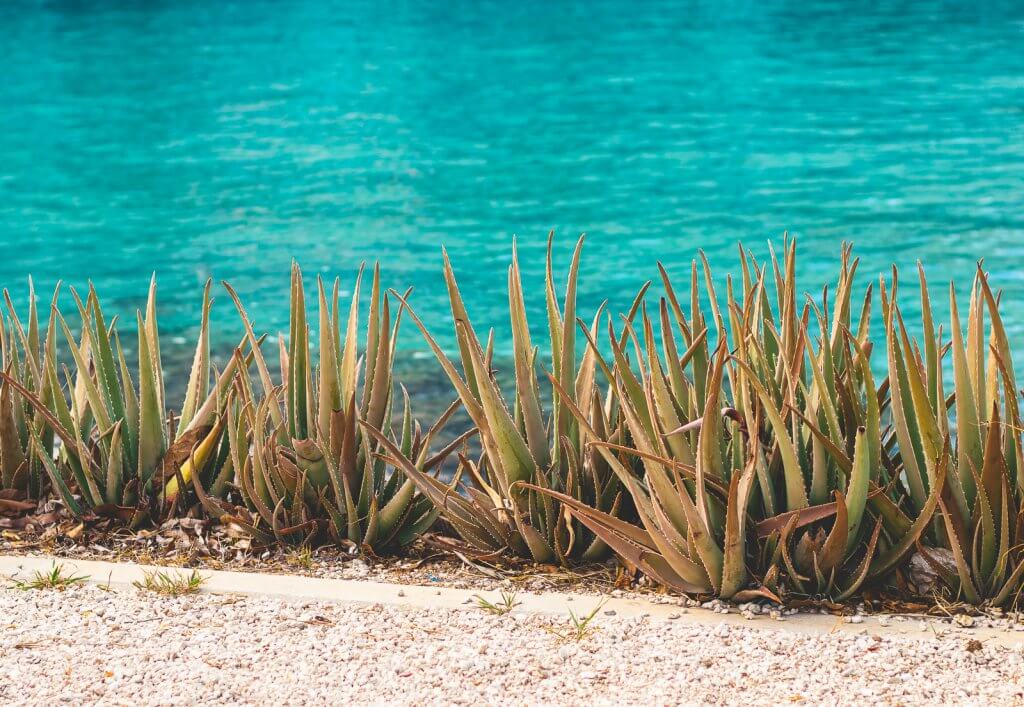 Aloe Vera am Meer Türkise Häuserfassade auf Bonaire in der Karibik