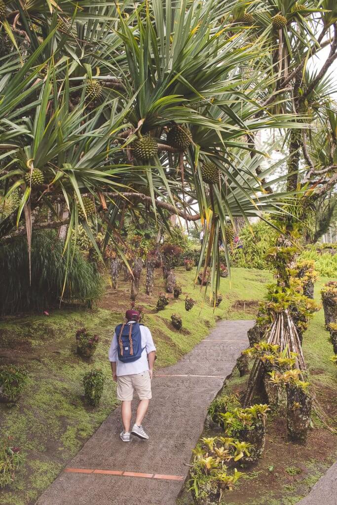 Weg im Jardin de Balata auf Martinique