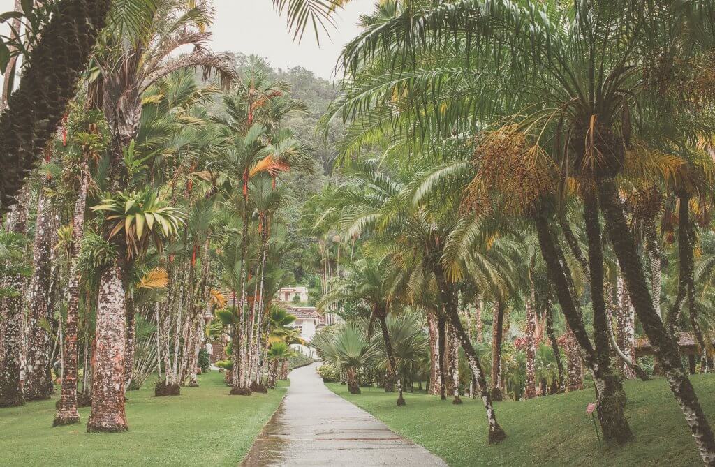 Weg mit Palmen im Jardin de Balata auf Martinique
