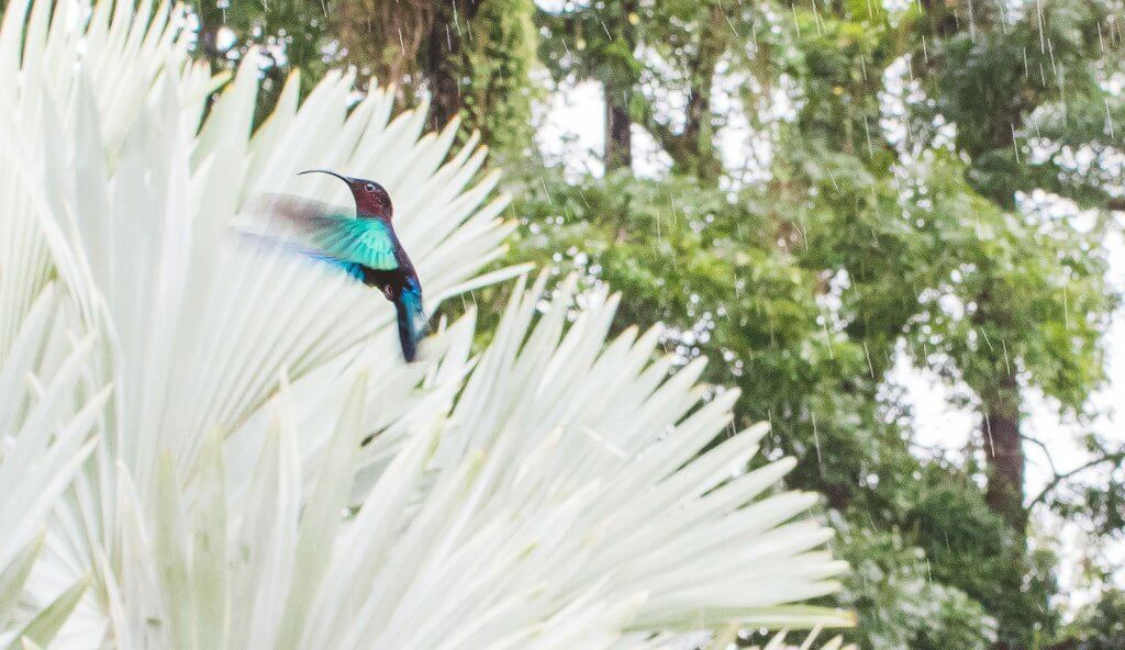 Kolibri im Jardin de Balata auf Martinique