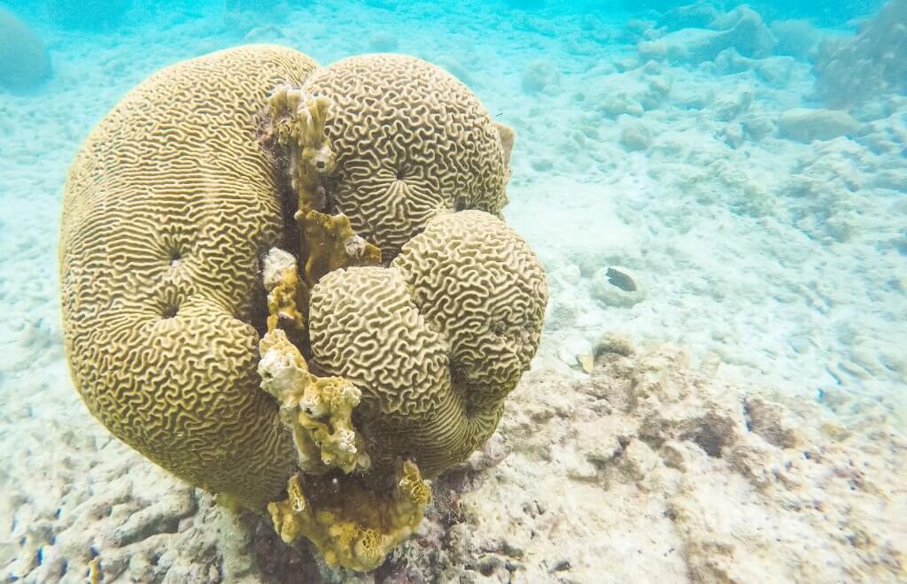 Korallen auf Klein Bonaire in der Karibik