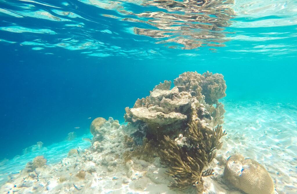Korallen auf Klein Bonaire in der Karibik