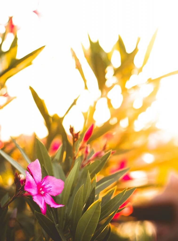 Oleander auf Korsika