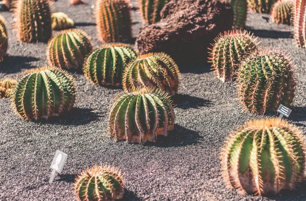 Sukkulenten im Jardin de Cactus auf Lanzarote