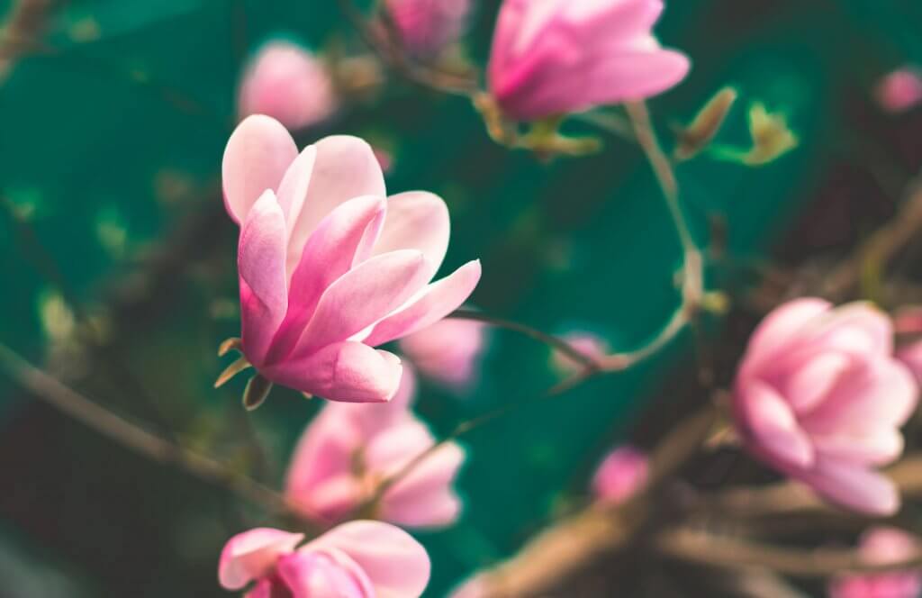 Magnolie in Notting Hill in London