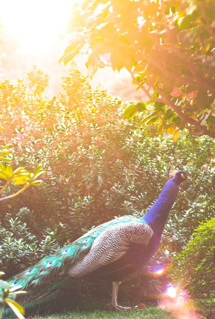 Pfau im Holland Park in London