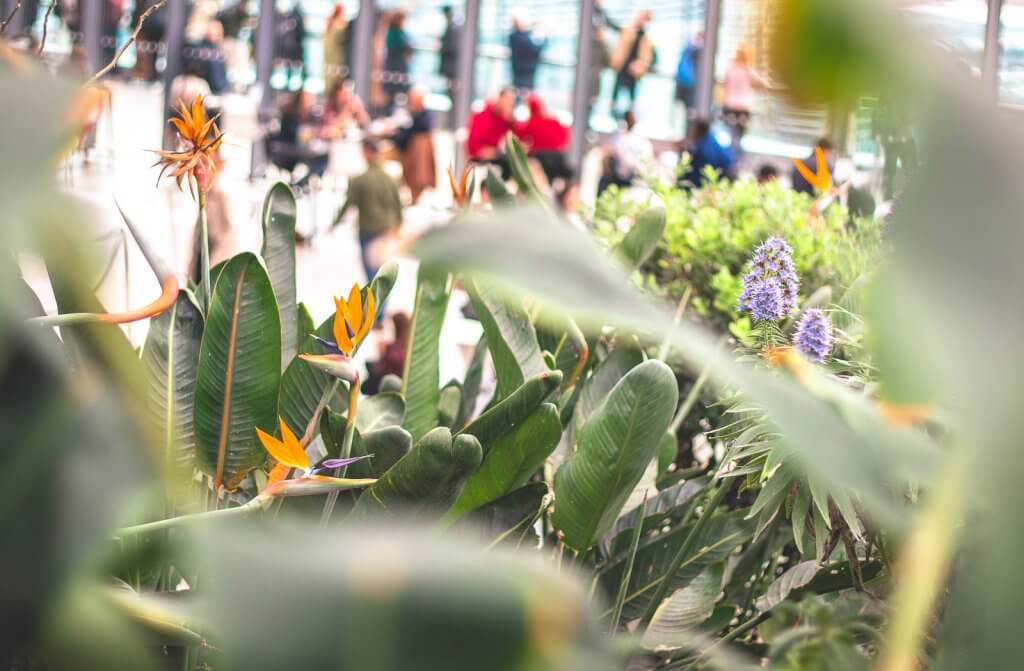 Strelitzie im Skygarden London