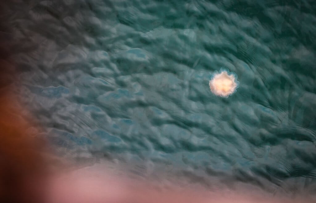 Qualle in der Ostsee am Timmendorfer Strand